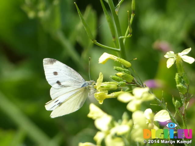 FZ006968 Small white butterfly (Pieris rapae) on flower